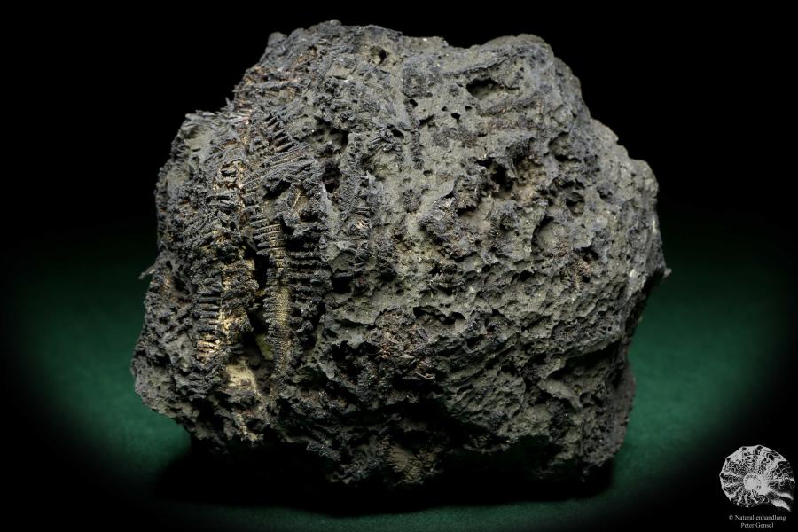 Gediegenes Silber XX in Arsen (20178) ein Mineral aus Deutschland | Mineralien | Weltweit