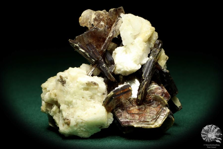 Muskovit XX auf Albit XX (20193) ein Mineral aus Brasilien | Mineralien | Weltweit