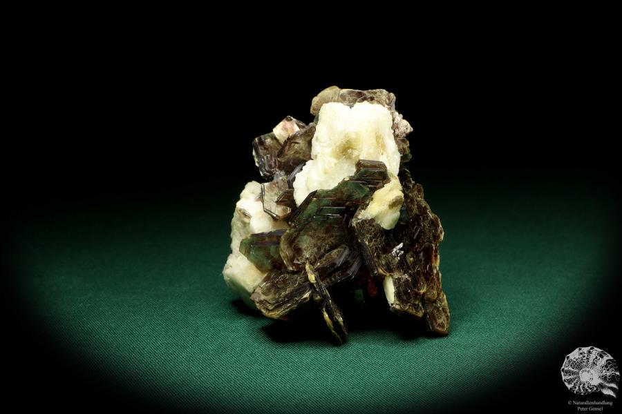 Muskovit XX auf Albit XX (20193) ein Mineral aus Brasilien | Mineralien | Weltweit