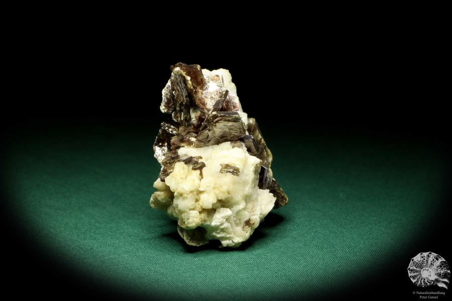 Muskovit XX auf Albit XX (20193) ein Mineral aus Brasilien | Mineralien | Weltweit