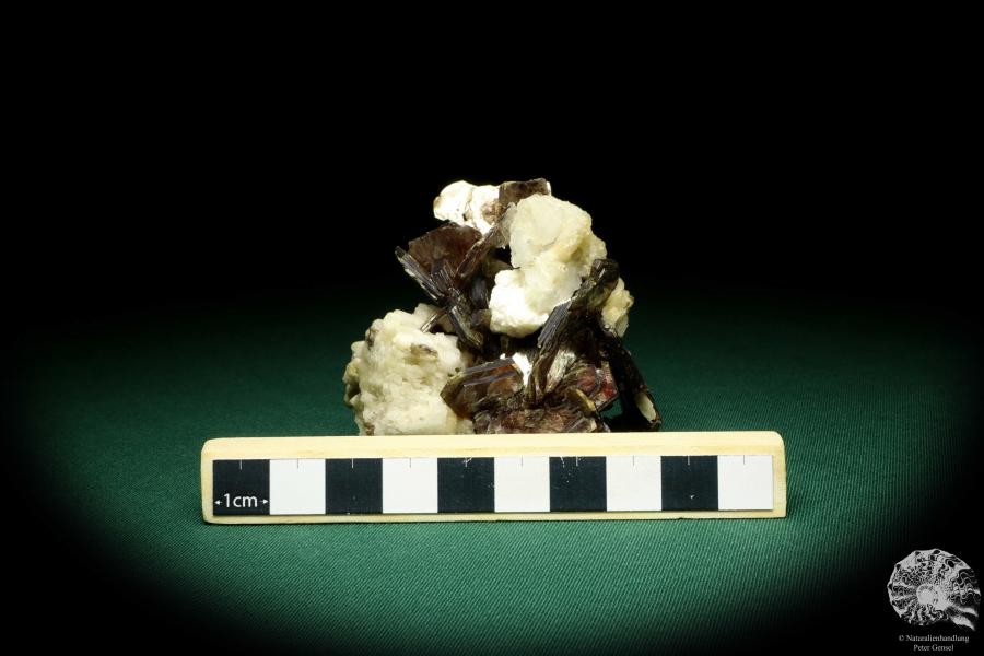 Muscovite XX to Albite XX (20193) a mineral from Brazil | Minerals | Global