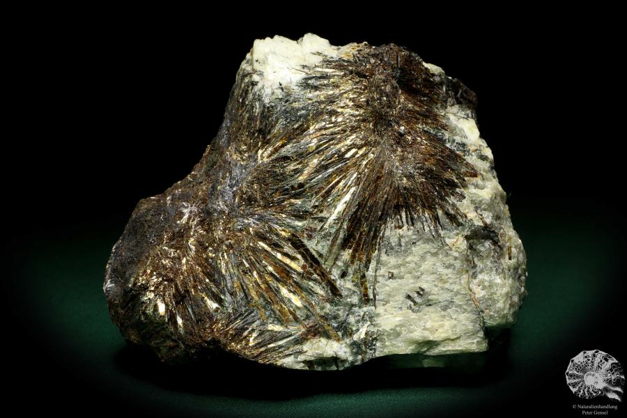 Astrophyllit XX (20231) ein Mineral aus Russland | Mineralien | Weltweit