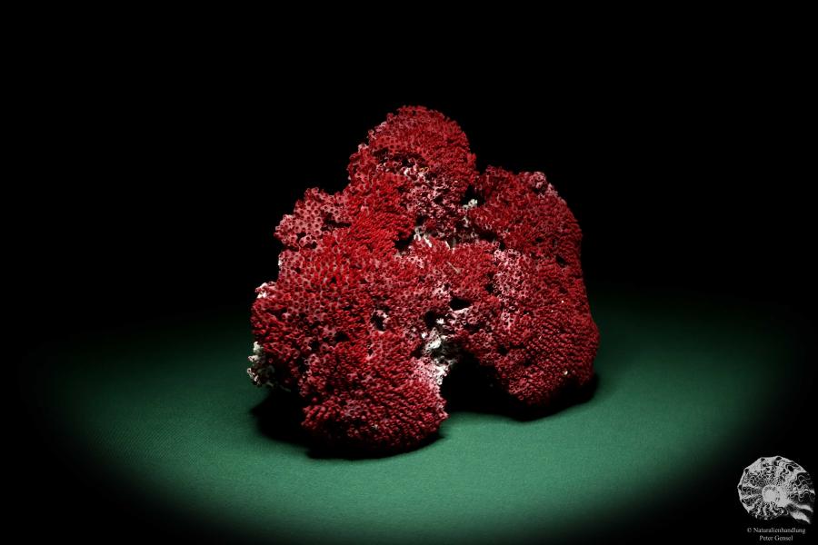 Tubipora musica (20285) a coral from South Sea | Conchylia | Corals & Bryozoans