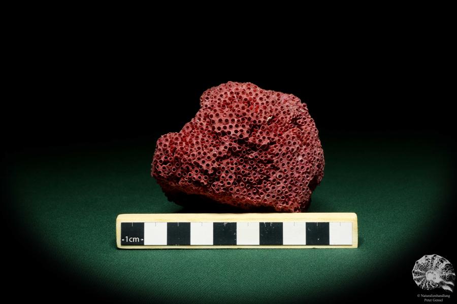 Tubipora musica (20289) a coral from South Sea | Conchylia | Corals & Bryozoans