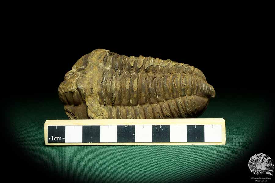 Flexicalymene ouzregui (20292) a trilobite from Morocco | Fossils | Trilobites