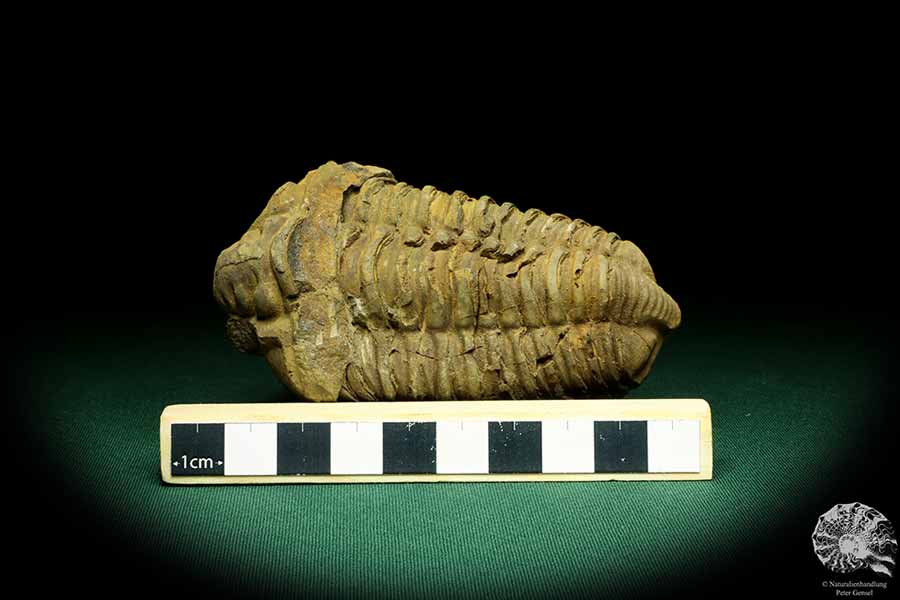 Flexicalymene ouzregui (20293) ein Trilobit aus Marokko | Fossilien | Trilobiten