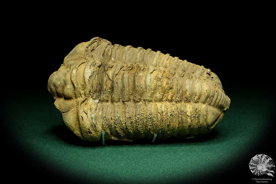 Flexicalymene ouzregui (20294) ein Trilobit aus Marokko | Fossilien | Trilobiten