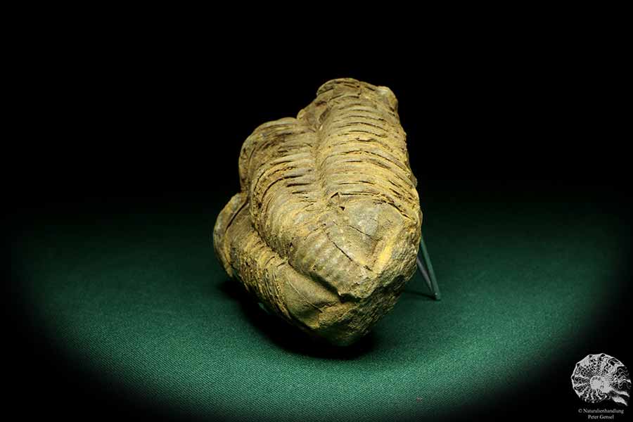 Flexicalymene ouzregui (20294) a trilobite from Morocco | Fossils | Trilobites