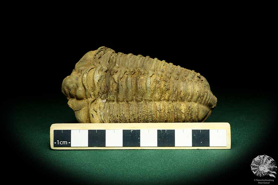 Flexicalymene ouzregui (20294) a trilobite from Morocco | Fossils | Trilobites