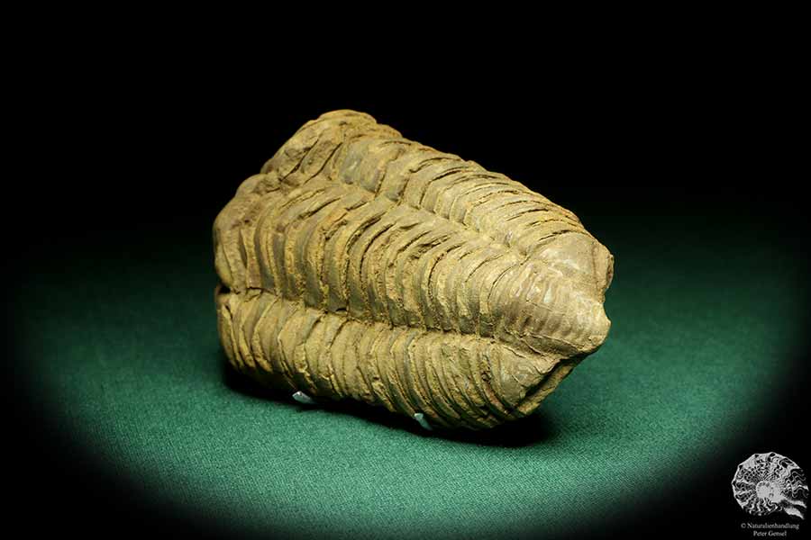 Flexicalymene ouzregui (20295) ein Trilobit aus Marokko | Fossilien | Trilobiten