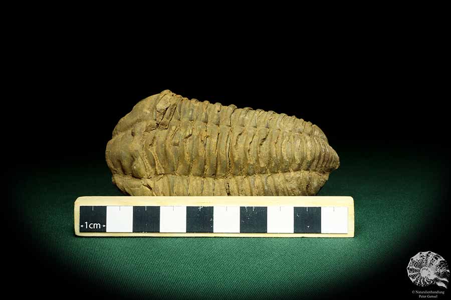 Flexicalymene ouzregui (20295) ein Trilobit aus Marokko | Fossilien | Trilobiten