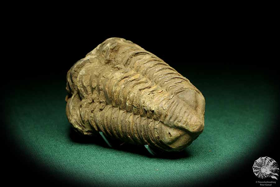 Flexicalymene ouzregui (20296) a trilobite from Morocco | Fossils | Trilobites