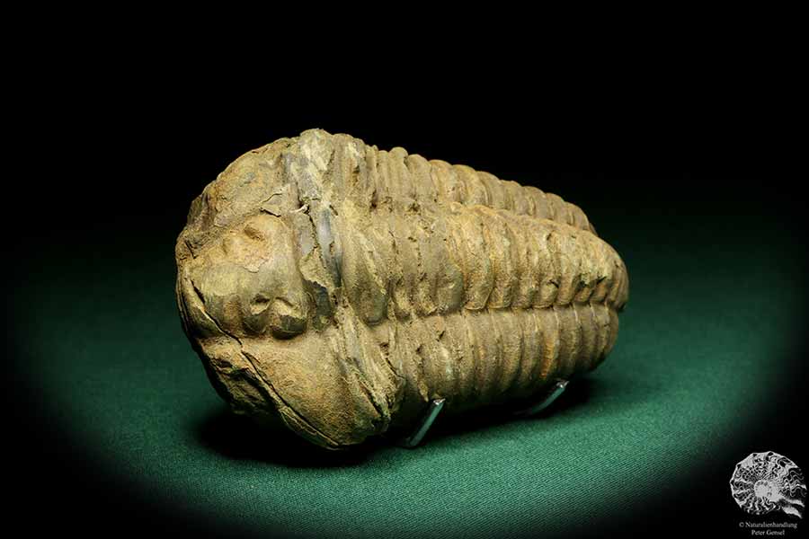 Flexicalymene ouzregui (20296) ein Trilobit aus Marokko | Fossilien | Trilobiten