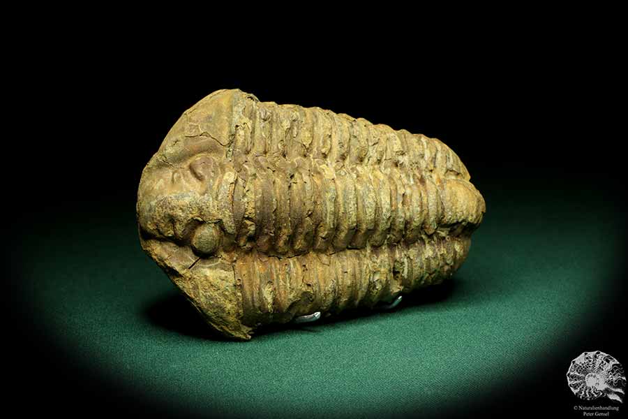 Flexicalymene ouzregui (20297) ein Trilobit aus Marokko | Fossilien | Trilobiten