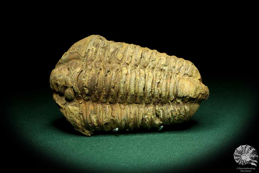 Flexicalymene ouzregui (20297) ein Trilobit aus Marokko | Fossilien | Trilobiten