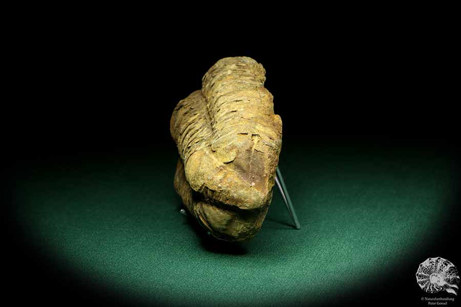 Flexicalymene ouzregui (20297) ein Trilobit aus Marokko | Fossilien | Trilobiten