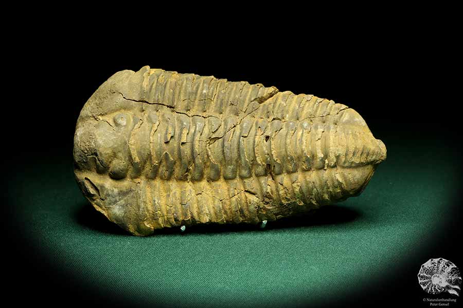 Flexicalymene ouzregui (20298) ein Trilobit aus Marokko | Fossilien | Trilobiten