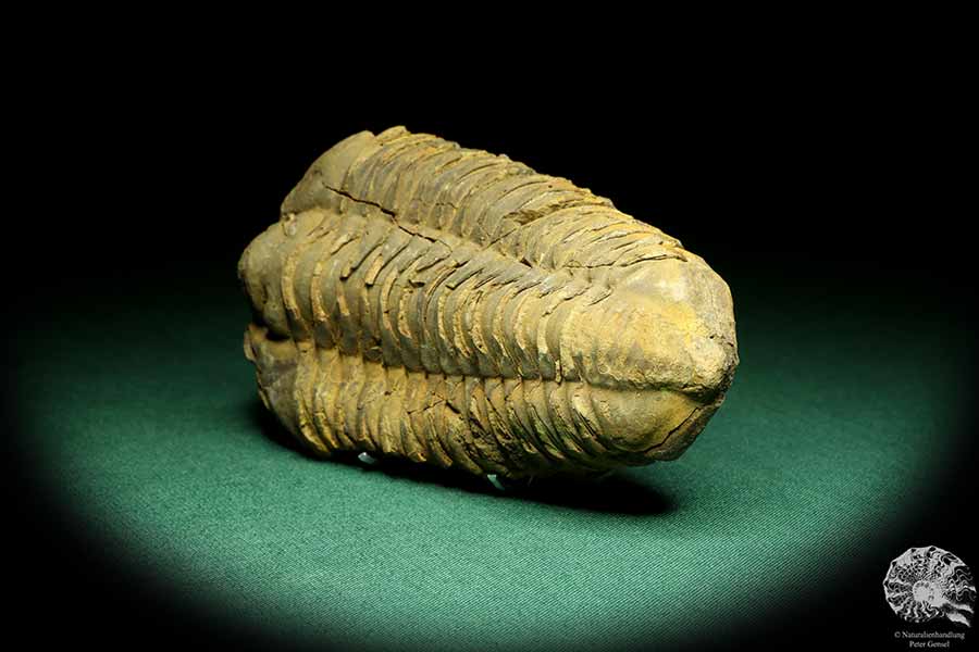 Flexicalymene ouzregui (20298) a trilobite from Morocco | Fossils | Trilobites