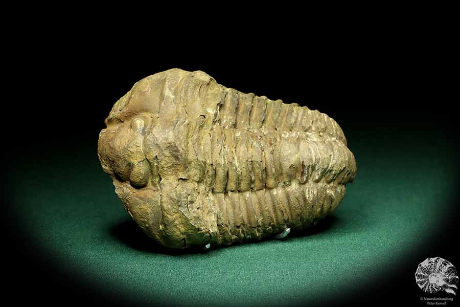 Flexicalymene ouzregui (20299) ein Trilobit aus Marokko | Fossilien | Trilobiten