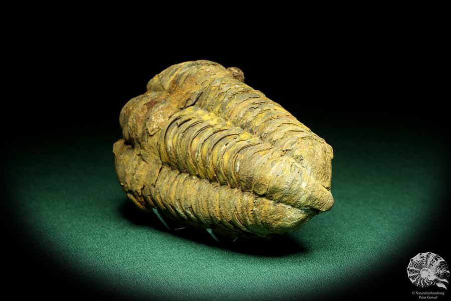 Flexicalymene ouzregui (20300) a trilobite from Morocco | Fossils | Trilobites