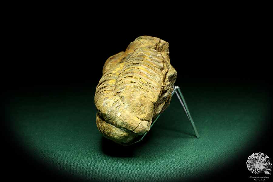 Flexicalymene ouzregui (20300) ein Trilobit aus Marokko | Fossilien | Trilobiten