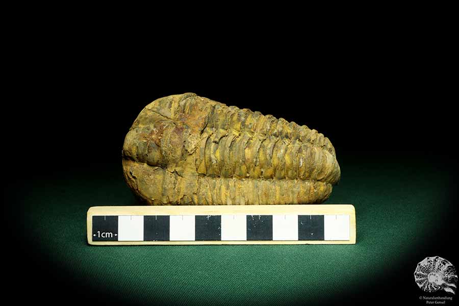 Flexicalymene ouzregui (20300) ein Trilobit aus Marokko | Fossilien | Trilobiten