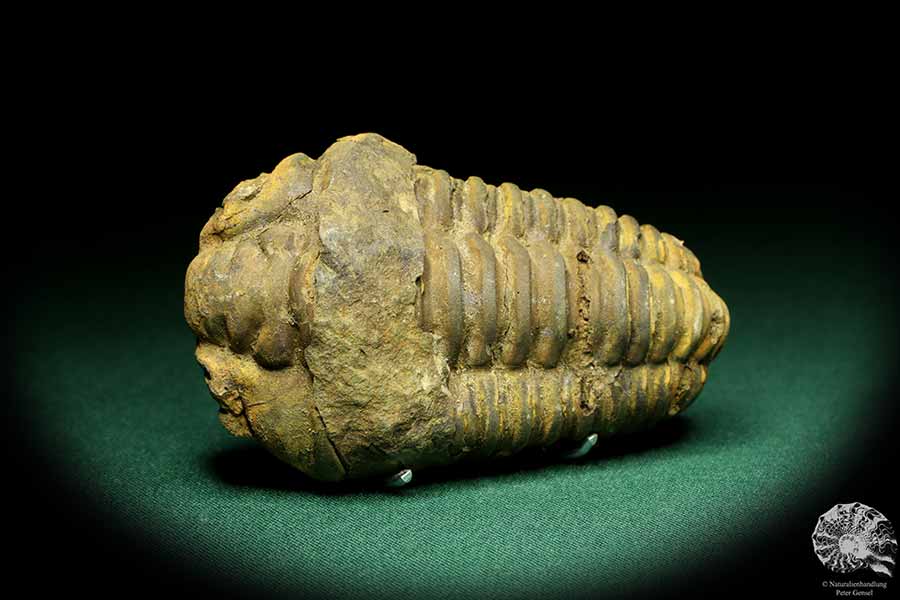 Flexicalymene ouzregui (20301) a trilobite from Morocco | Fossils | Trilobites