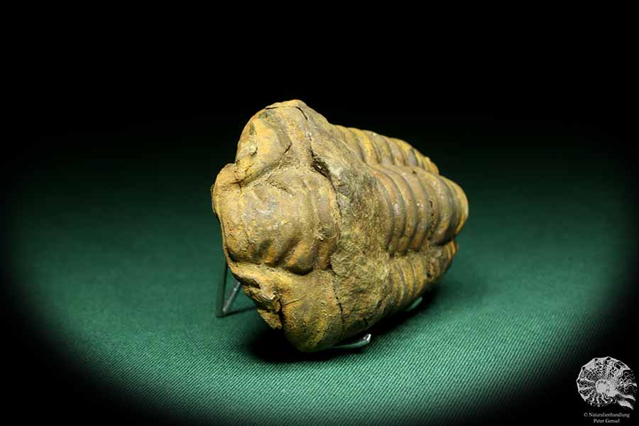 Flexicalymene ouzregui (20301) a trilobite from Morocco | Fossils | Trilobites