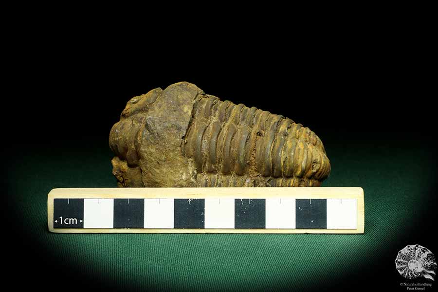 Flexicalymene ouzregui (20301) a trilobite from Morocco | Fossils | Trilobites