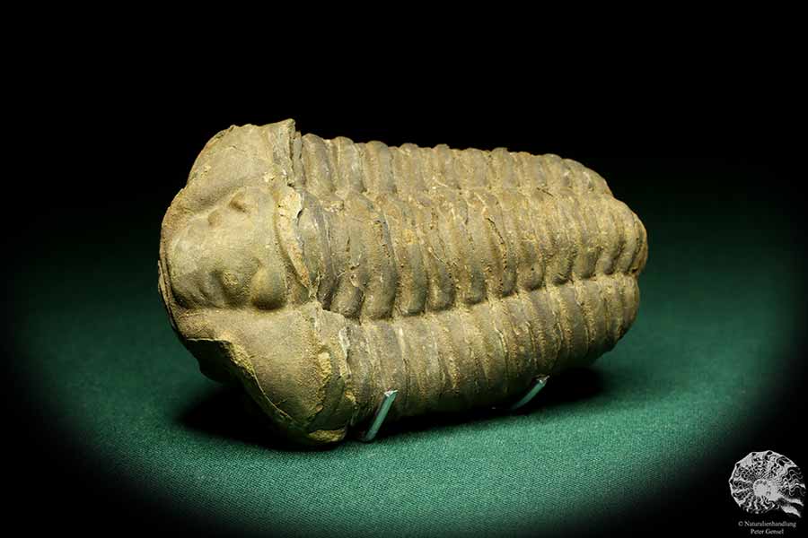 Flexicalymene ouzregui (20302) a trilobite from Morocco | Fossils | Trilobites