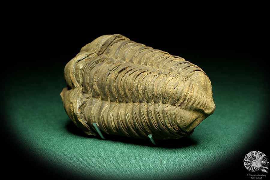 Flexicalymene ouzregui (20302) ein Trilobit aus Marokko | Fossilien | Trilobiten