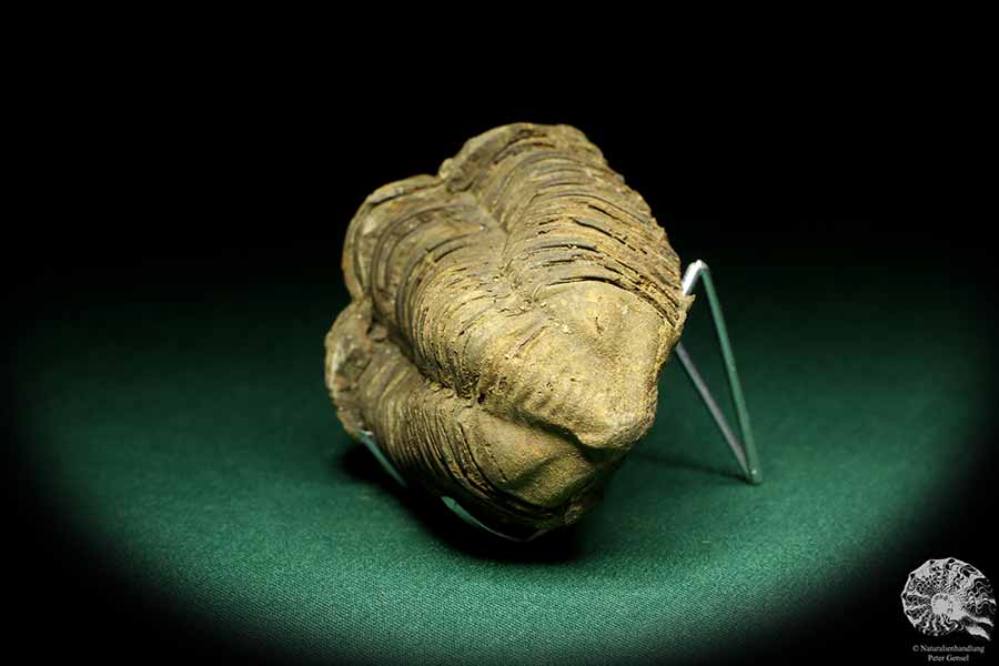 Flexicalymene ouzregui (20302) a trilobite from Morocco | Fossils | Trilobites