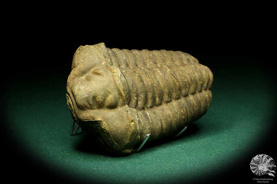 Flexicalymene ouzregui (20302) ein Trilobit aus Marokko | Fossilien | Trilobiten