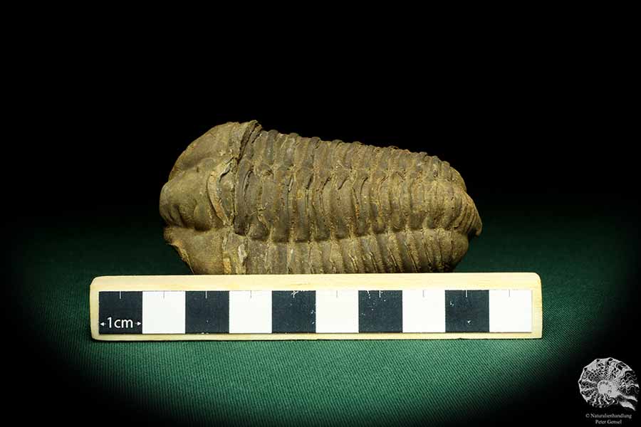 Flexicalymene ouzregui (20302) ein Trilobit aus Marokko | Fossilien | Trilobiten