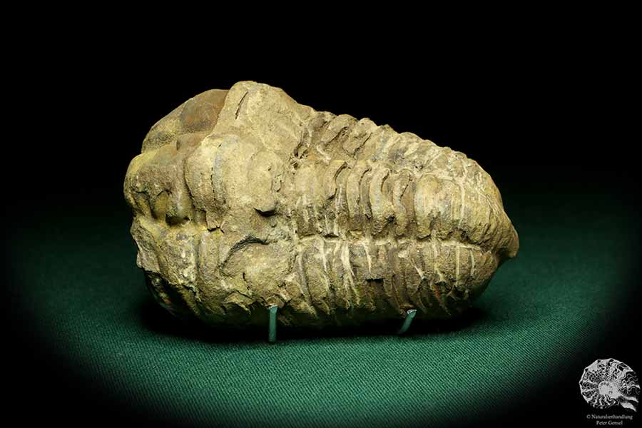 Flexicalymene ouzregui (20303) ein Trilobit aus Marokko | Fossilien | Trilobiten