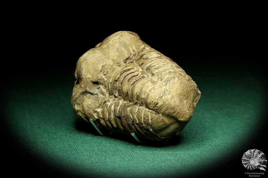 Flexicalymene ouzregui (20303) ein Trilobit aus Marokko | Fossilien | Trilobiten