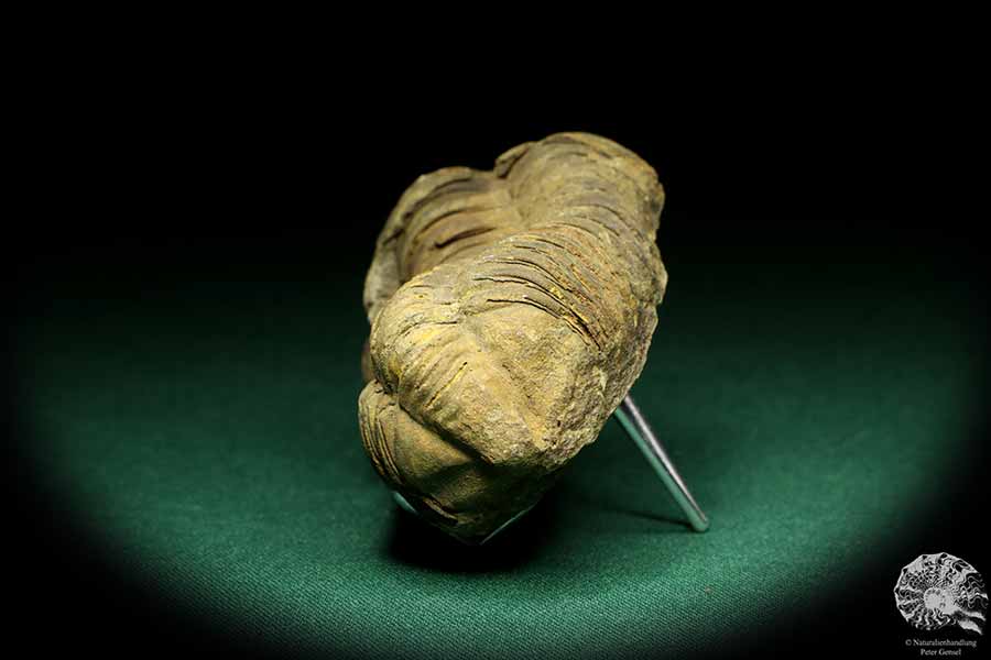 Flexicalymene ouzregui (20304) ein Trilobit aus Marokko | Fossilien | Trilobiten