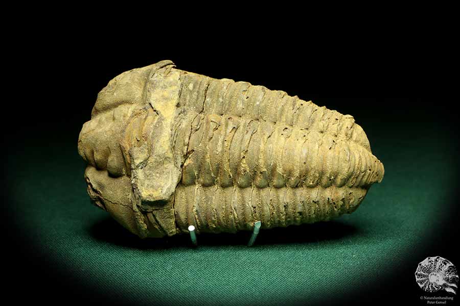 Flexicalymene ouzregui (20305) ein Trilobit aus Marokko | Fossilien | Trilobiten