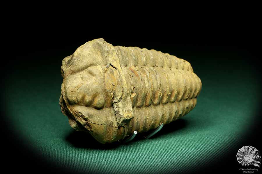 Flexicalymene ouzregui (20305) ein Trilobit aus Marokko | Fossilien | Trilobiten