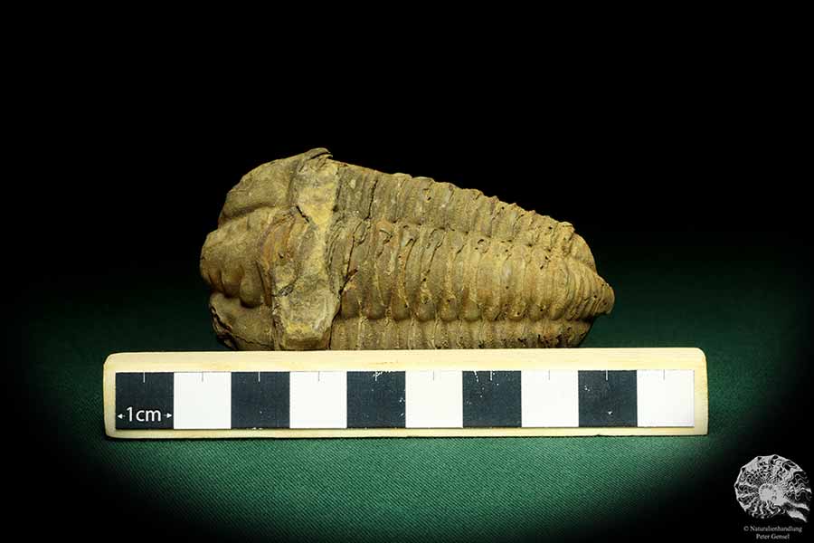 Flexicalymene ouzregui (20305) a trilobite from Morocco | Fossils | Trilobites