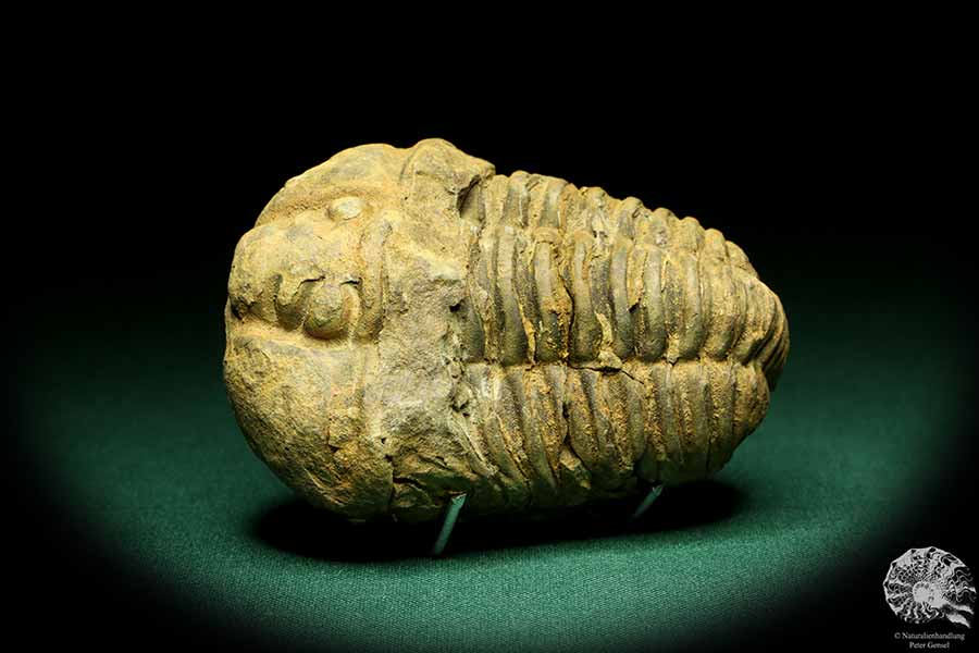 Flexicalymene ouzregui (20306) ein Trilobit aus Marokko | Fossilien | Trilobiten