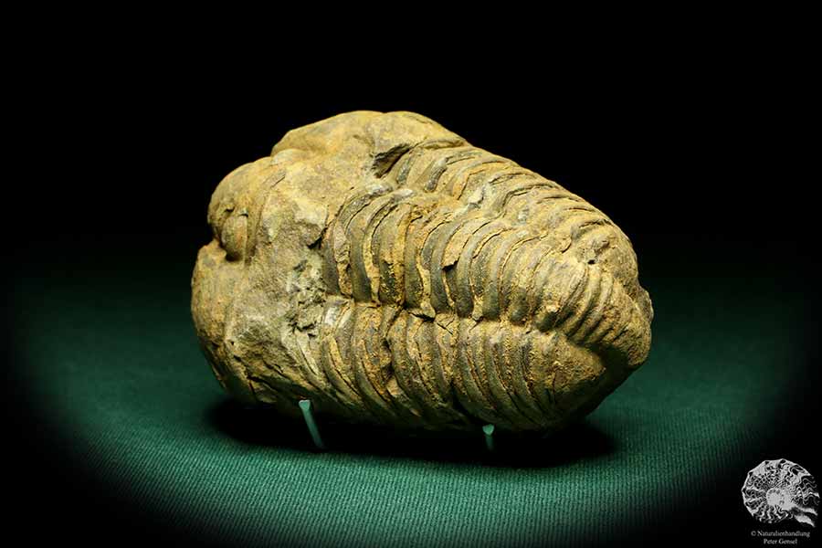 Flexicalymene ouzregui (20306) a trilobite from Morocco | Fossils | Trilobites