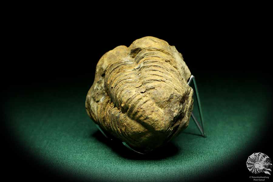 Flexicalymene ouzregui (20306) ein Trilobit aus Marokko | Fossilien | Trilobiten