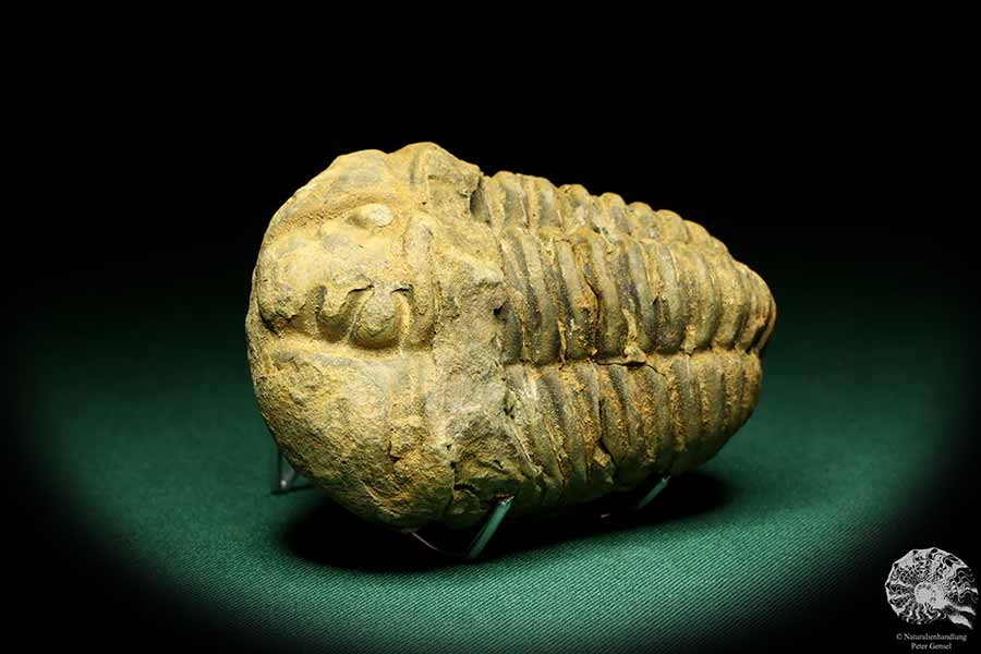 Flexicalymene ouzregui (20306) a trilobite from Morocco | Fossils | Trilobites