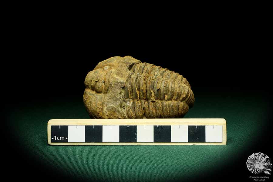 Flexicalymene ouzregui (20306) a trilobite from Morocco | Fossils | Trilobites