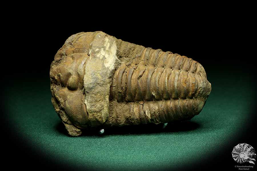 Flexicalymene ouzregui (20307) ein Trilobit aus Marokko | Fossilien | Trilobiten