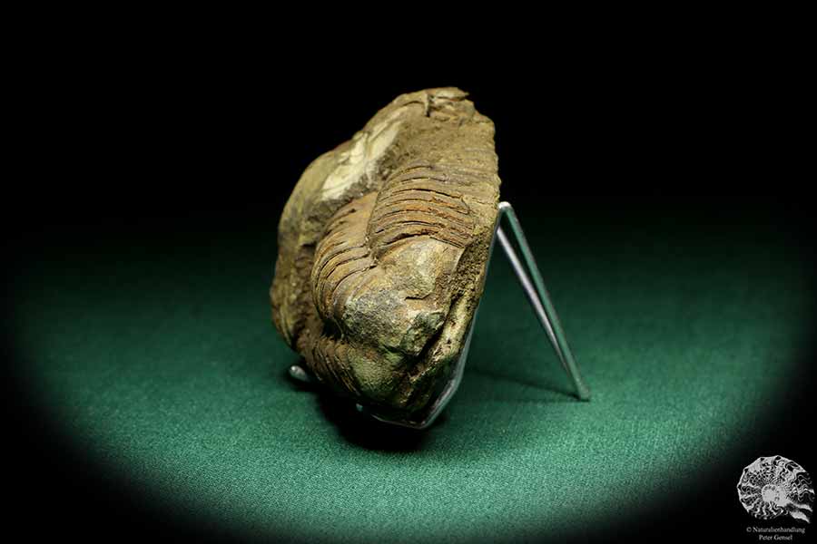 Flexicalymene ouzregui (20307) ein Trilobit aus Marokko | Fossilien | Trilobiten