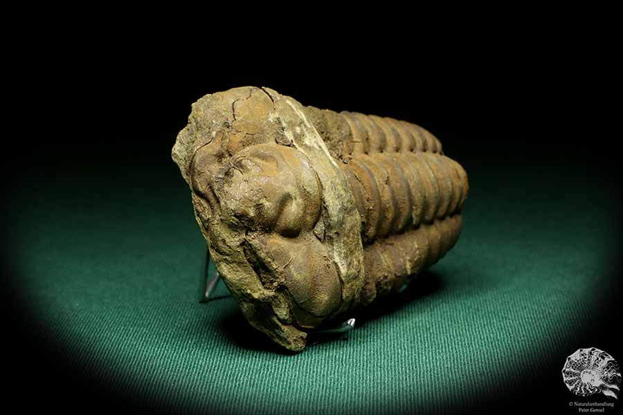 Flexicalymene ouzregui (20307) ein Trilobit aus Marokko | Fossilien | Trilobiten