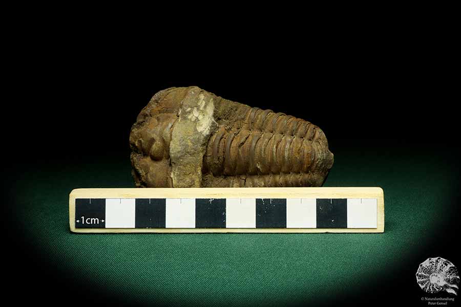 Flexicalymene ouzregui (20307) ein Trilobit aus Marokko | Fossilien | Trilobiten