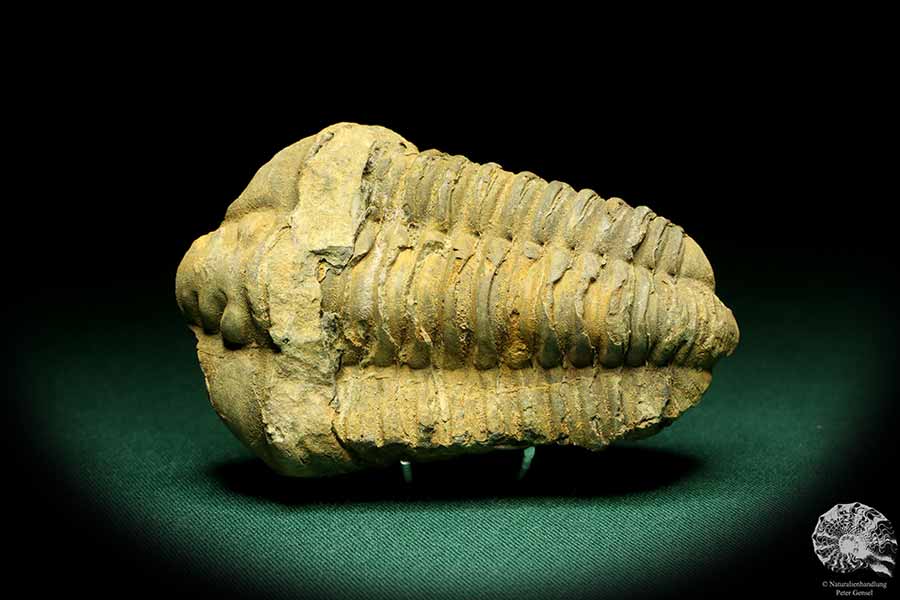 Flexicalymene ouzregui (20308) ein Trilobit aus Marokko | Fossilien | Trilobiten